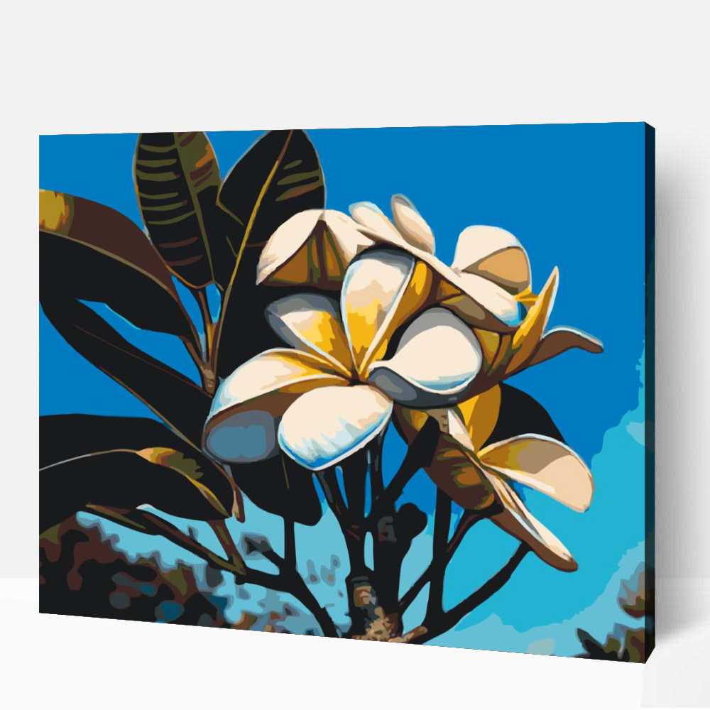 Fénylő frangipani 1 Fénylő frangipani