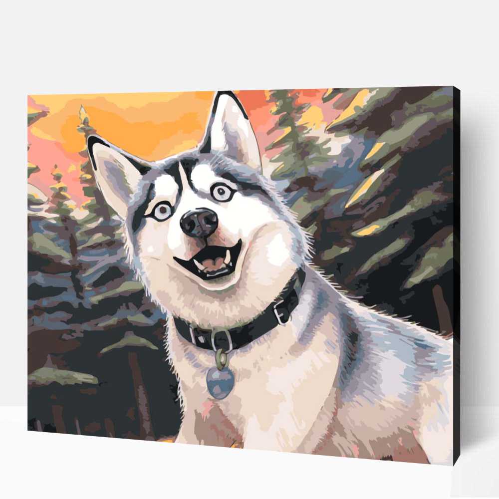 Meglepett szibériai husky számfestő 1 Meglepett szibériai husky számfestő