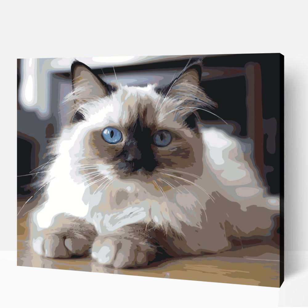 Portré ragdoll macska számfestő 1 Portré ragdoll macska számfestő
